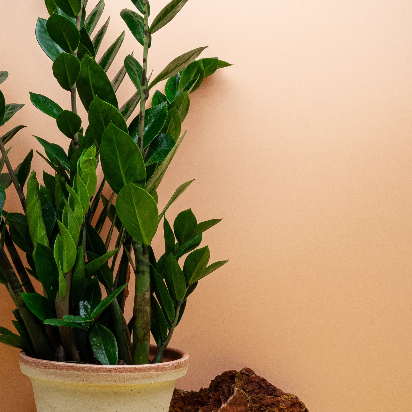 Zamioculcas Lima M, buschiger Wuchs aus dem unterirdischen Rhizom – potflourri