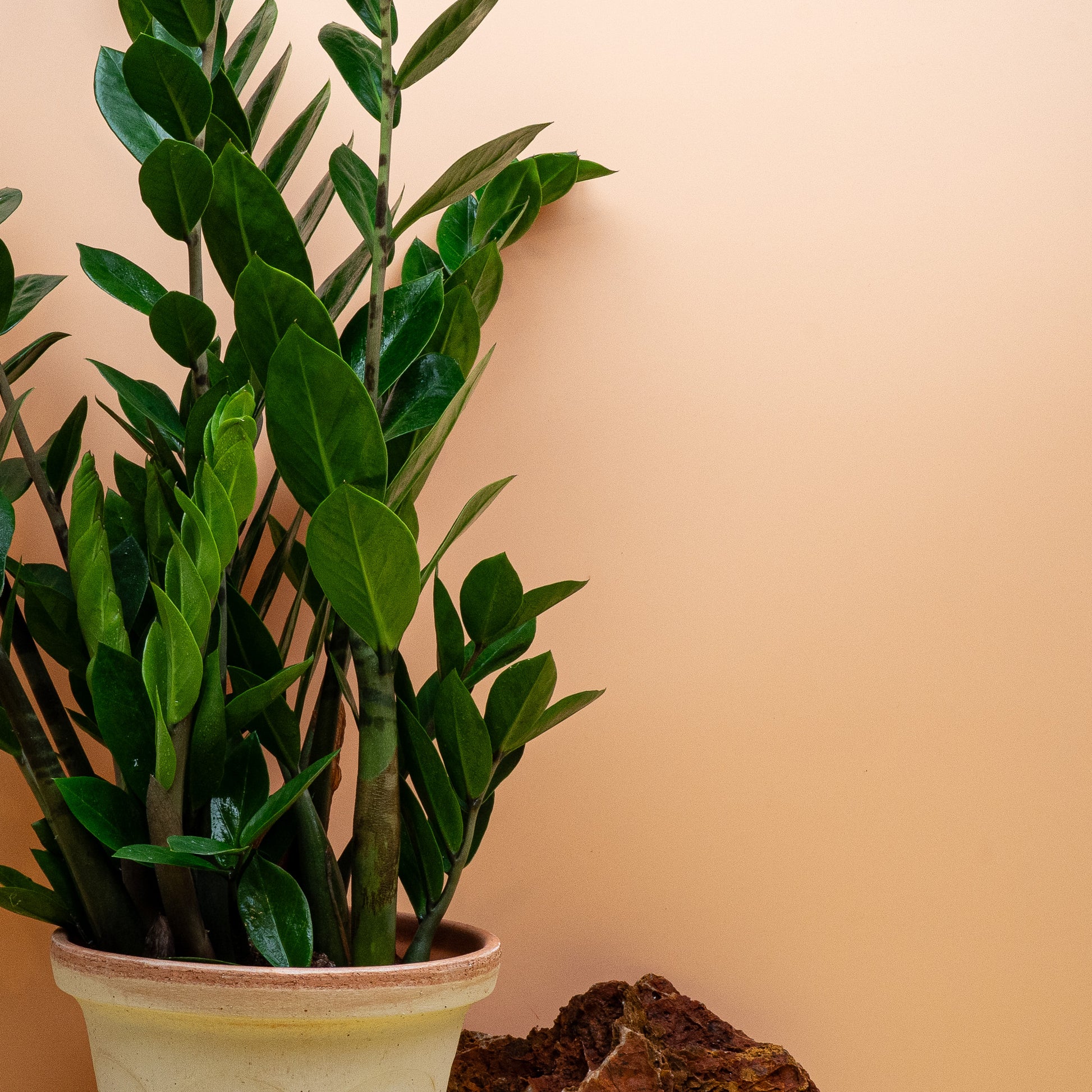 Zamioculcas Lima M, buschiger Wuchs aus dem unterirdischen Rhizom – potflourri