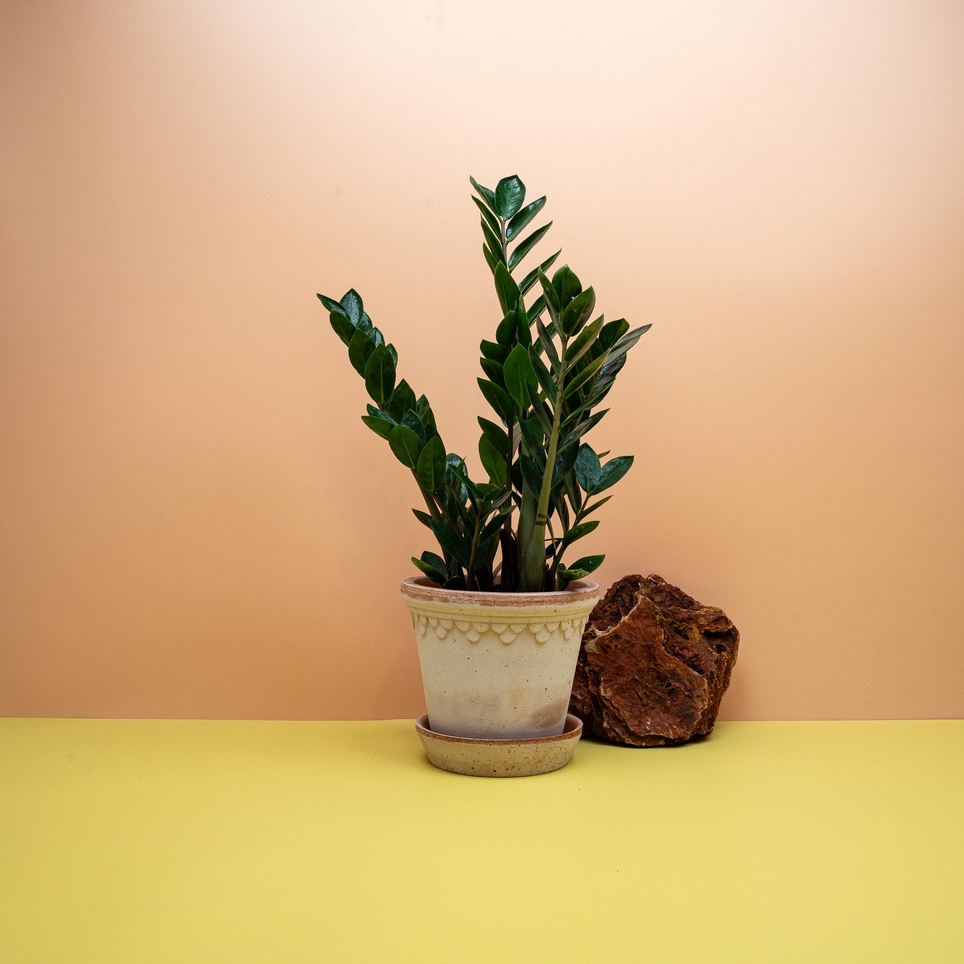 Zamioculcas Zamiifolia Lima in Größe S im 9-cm-Topf – potflourri