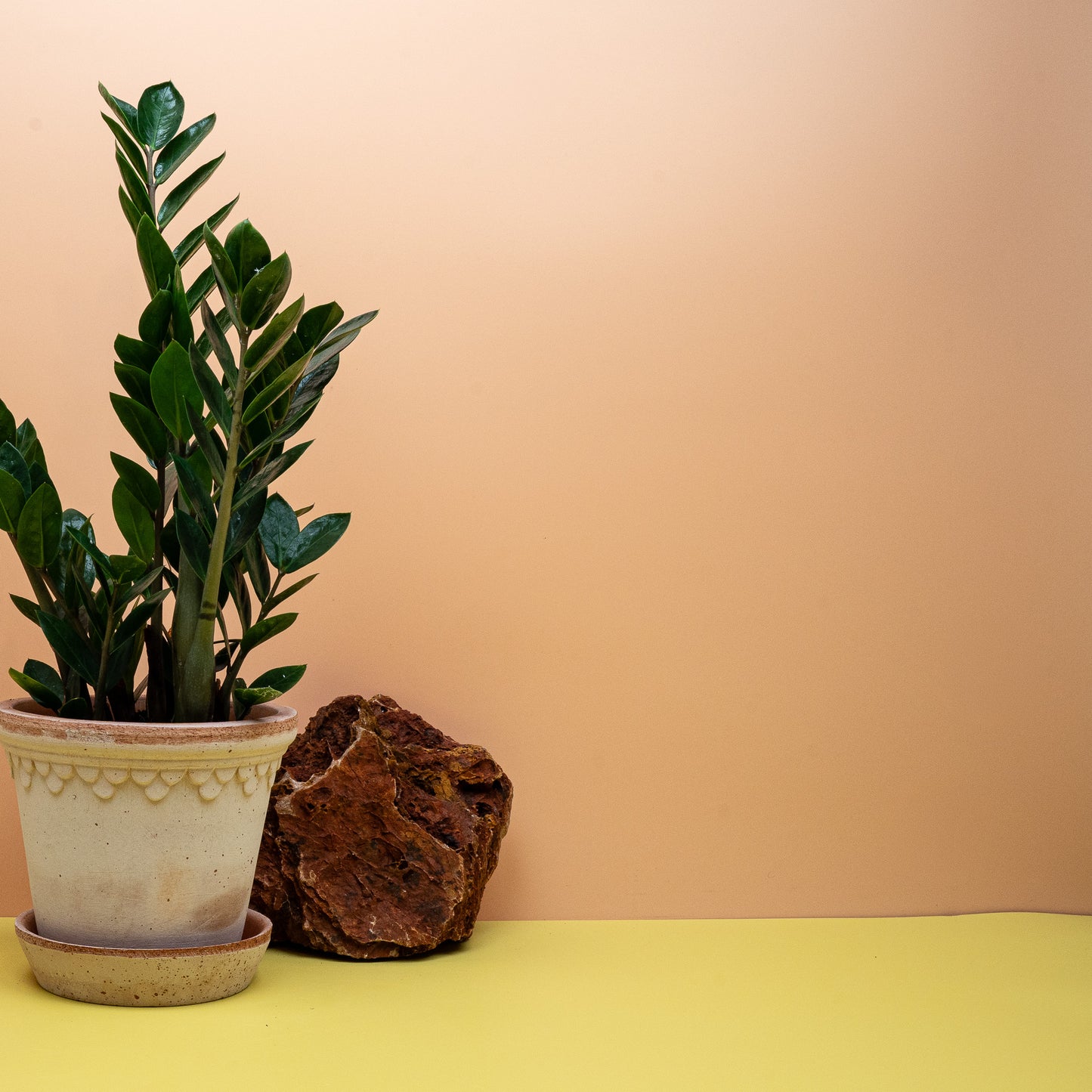 Zamioculcas Lima S, junge Glücksfeder mit glänzenden Blättchen – potflourri