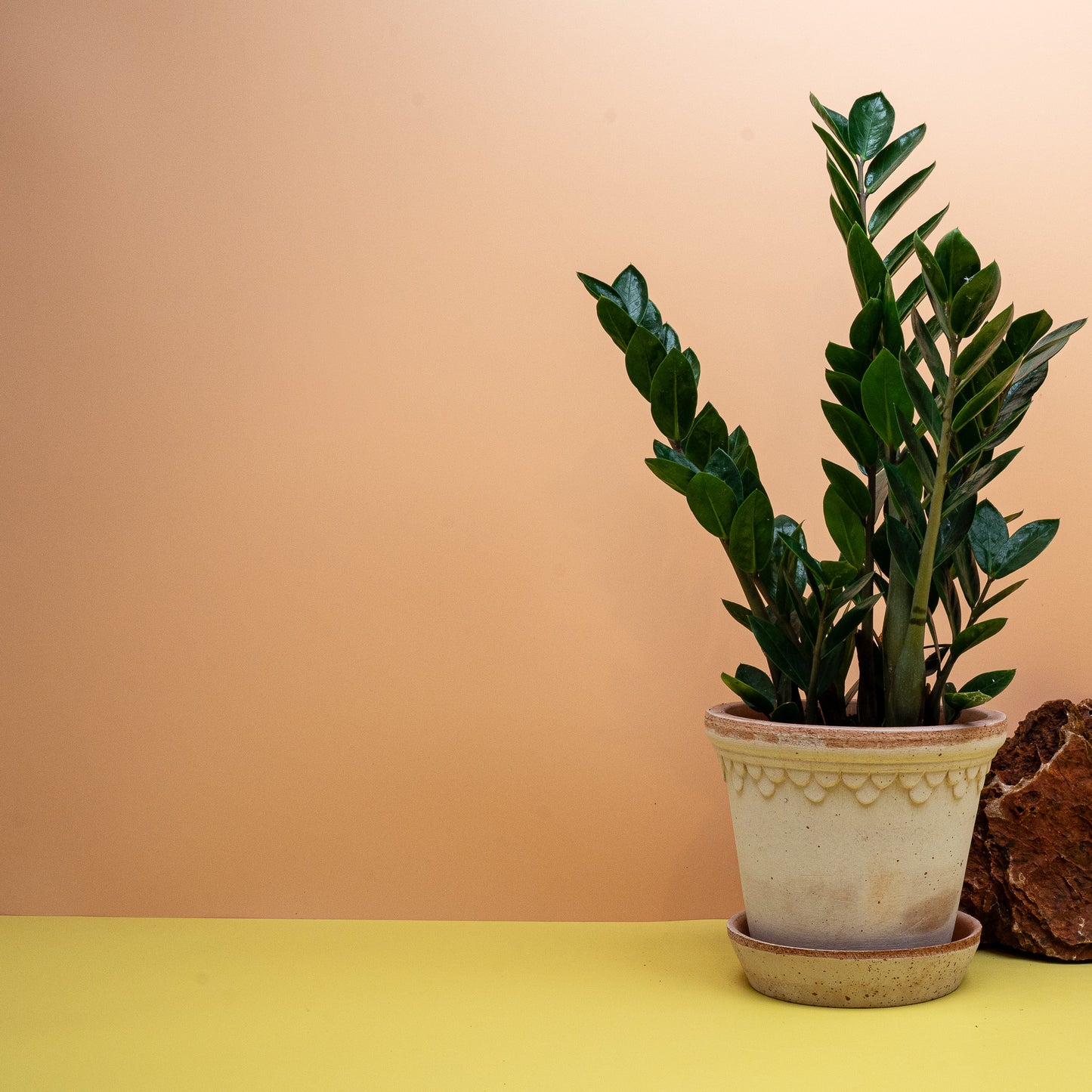 Zamioculcas Lima S, kompakte Wedel für Regal und Beistelltisch – potflourri