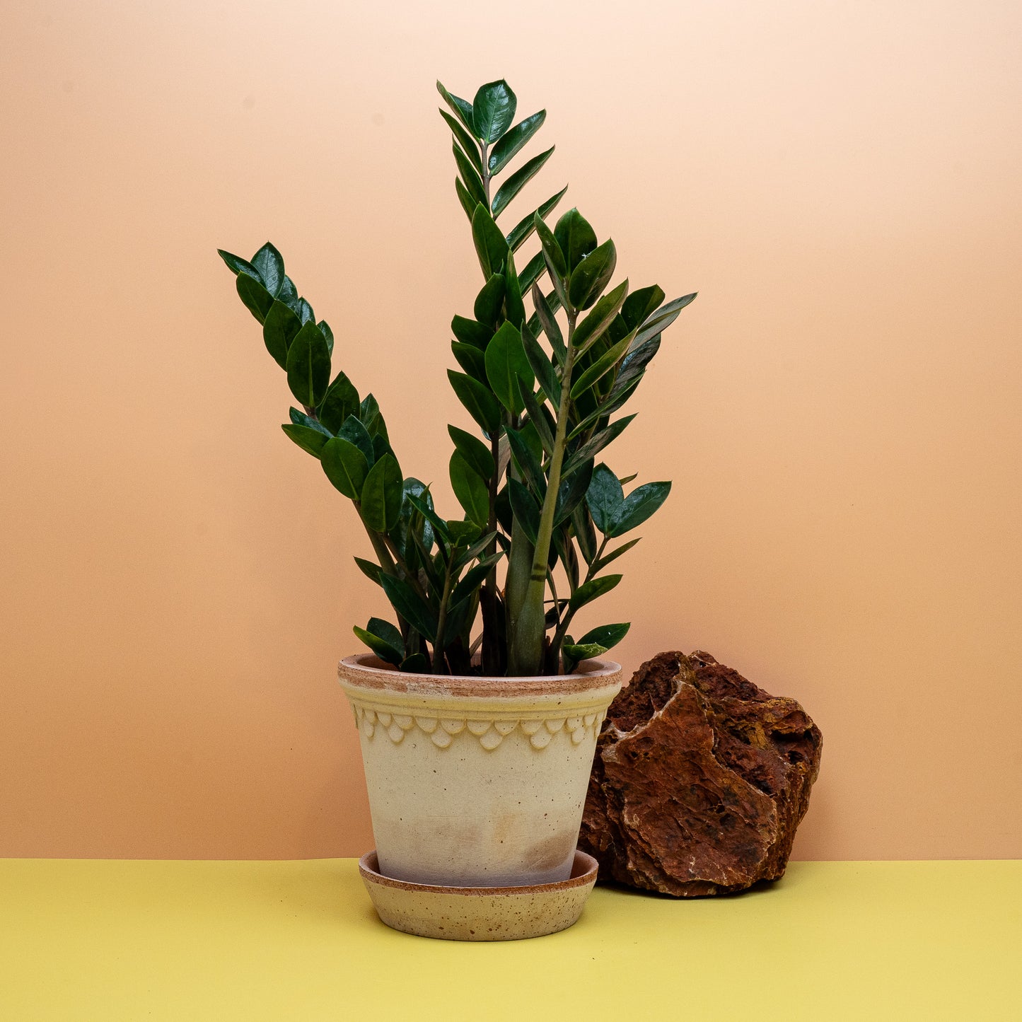 Zamioculcas Zamiifolia Lima Größe S als genügsame Zimmerpflanze – potflourri