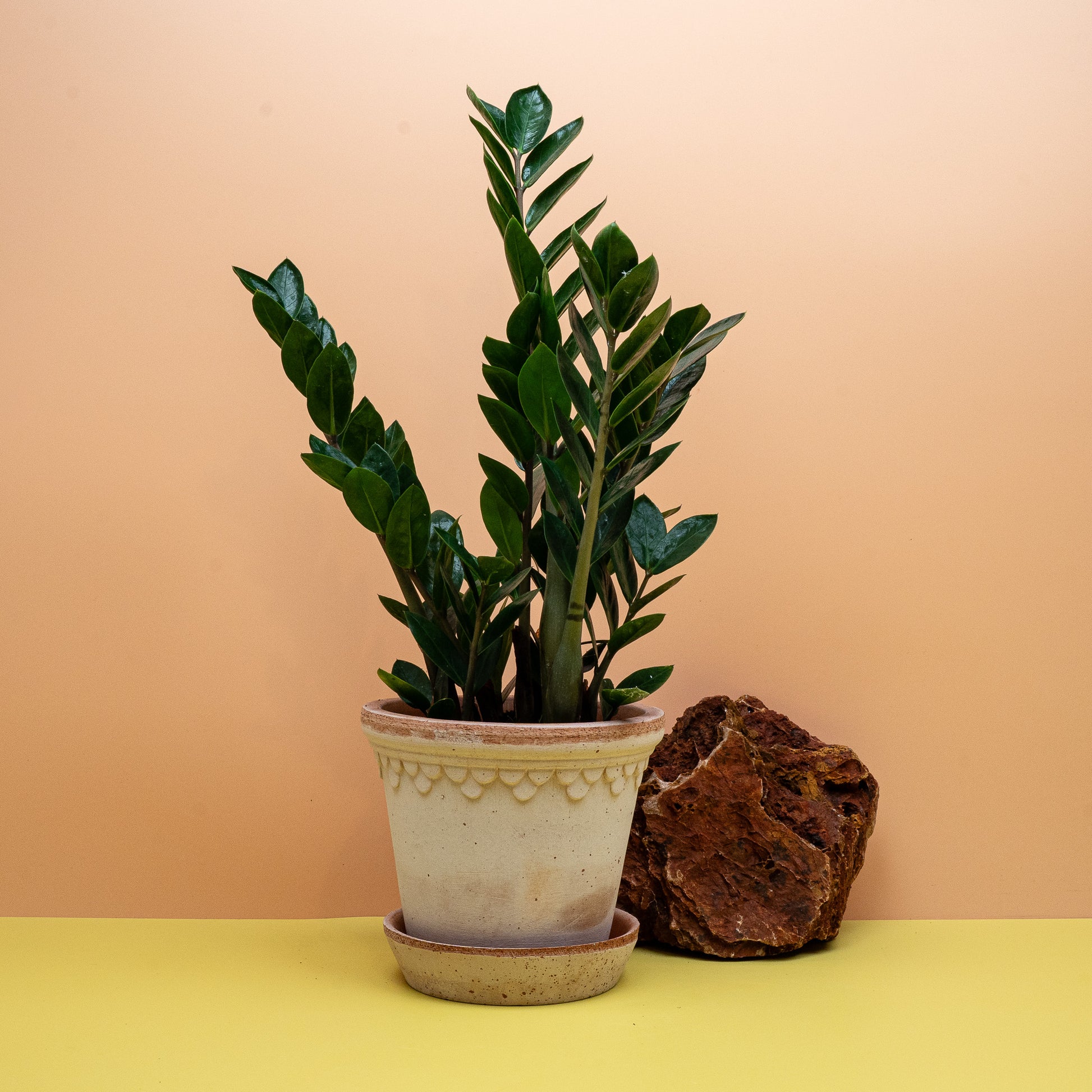 Zamioculcas Zamiifolia Lima Größe S als genügsame Zimmerpflanze – potflourri