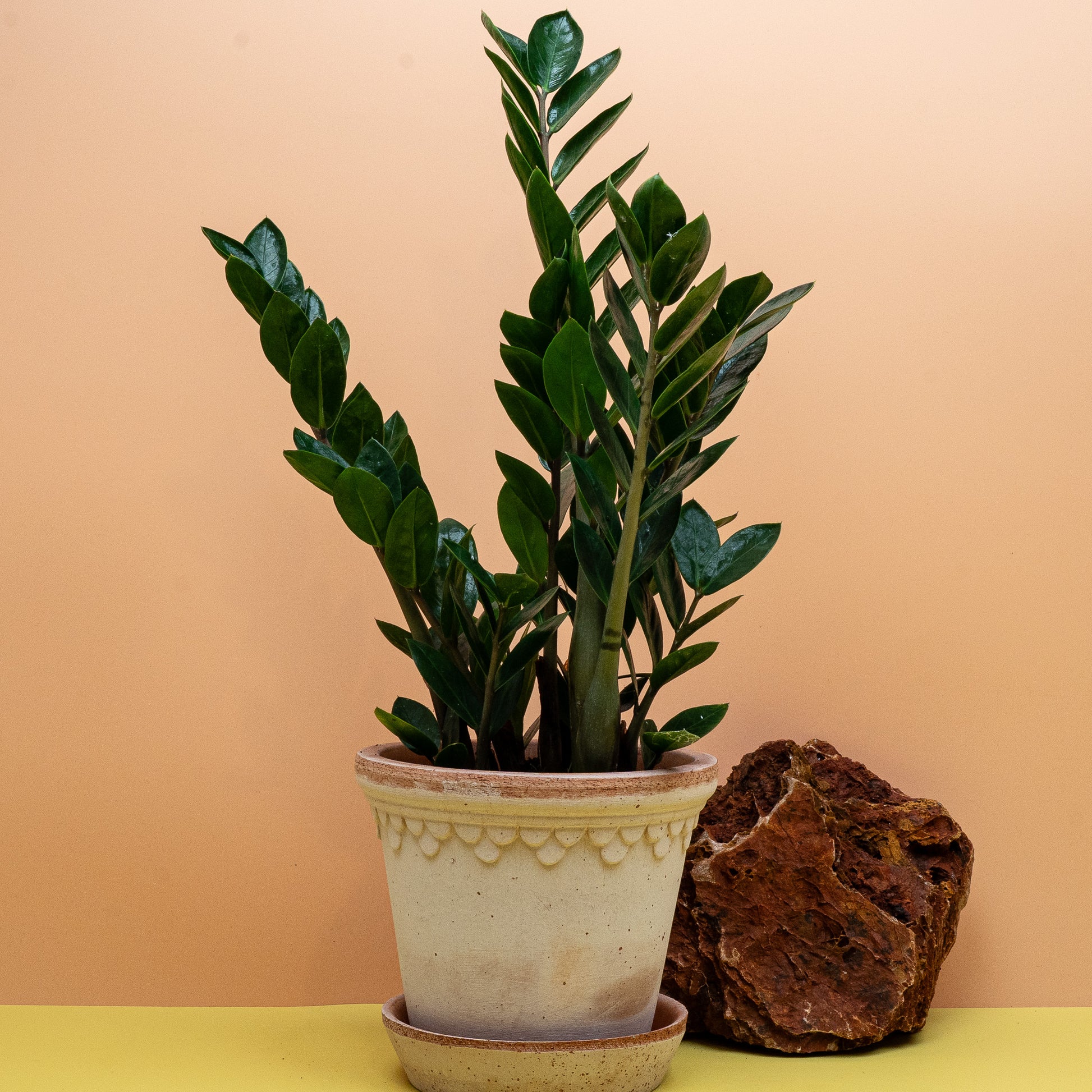 Zamioculcas Lima S, dunkelgrüne Fiederblätter auf verdickten Blattstielen – potflourri