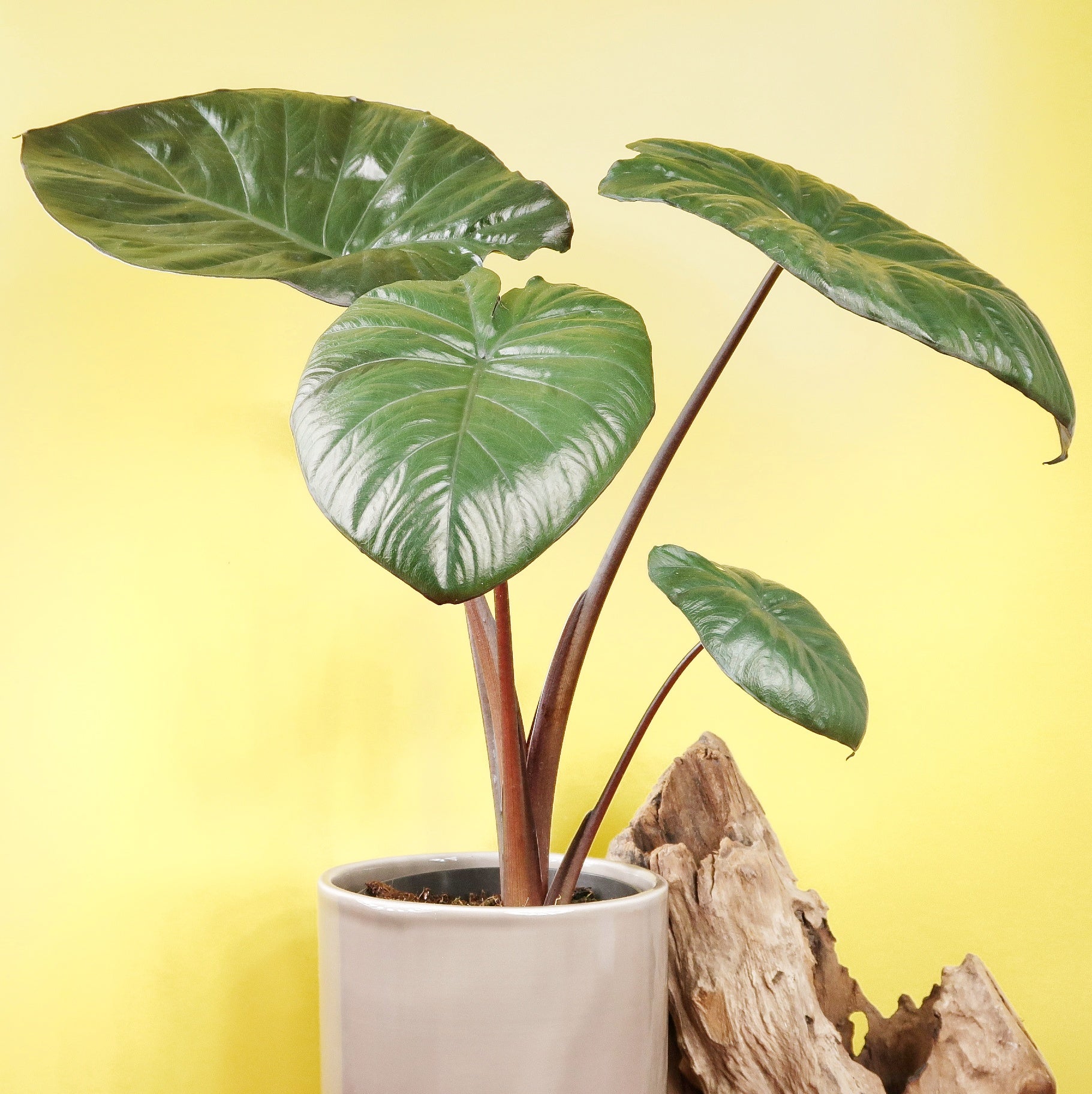 ALOCASIA CHOCOLATE GREEN online bestellen bei potflourri