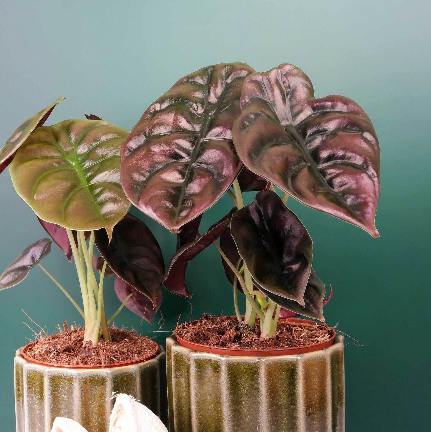 ALOCASIA CUPREA RED SECRET online bestellen bei potflourri