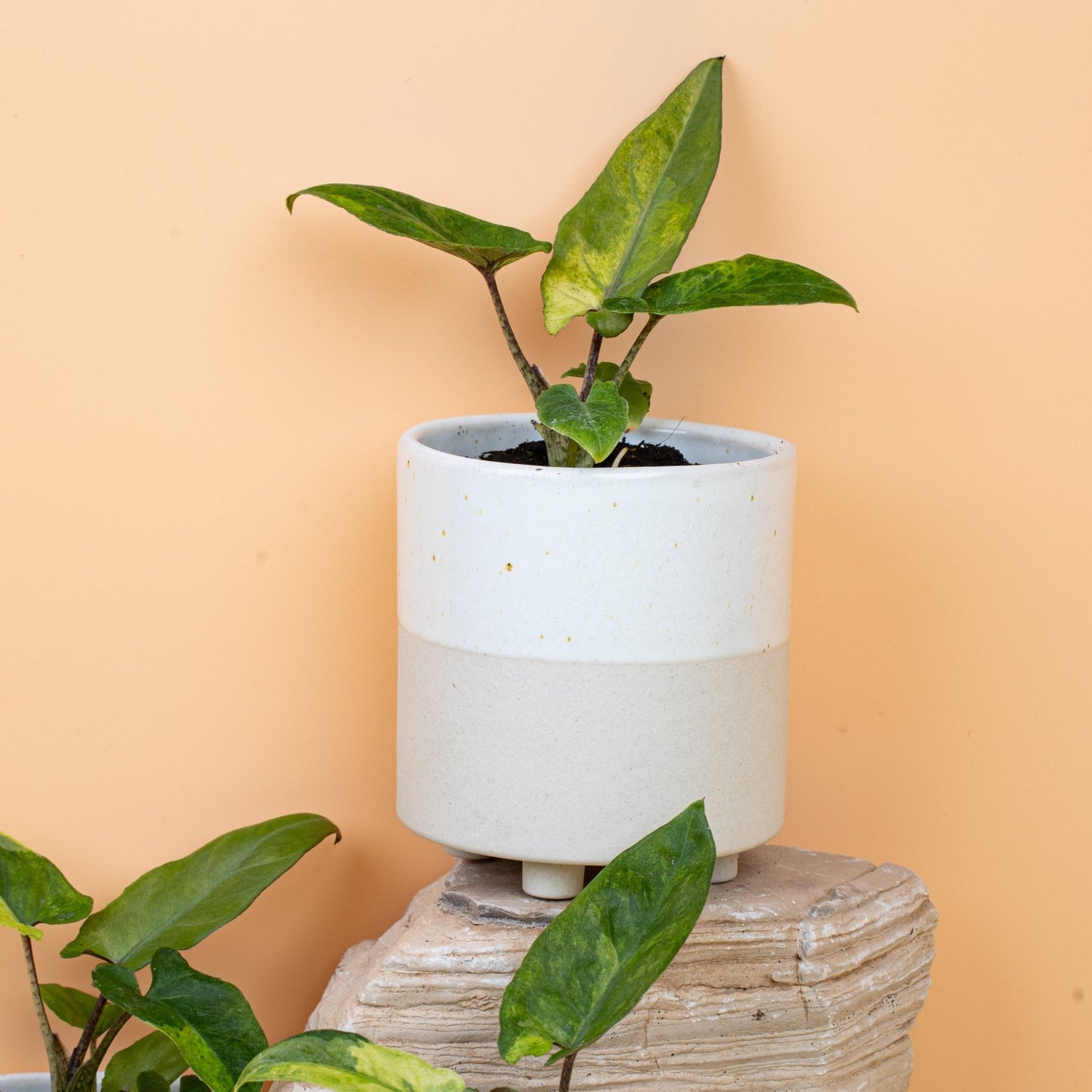 ALOCASIA LAUTERBACHIANA VARIEGATA AUREA online bestellen bei potflourri