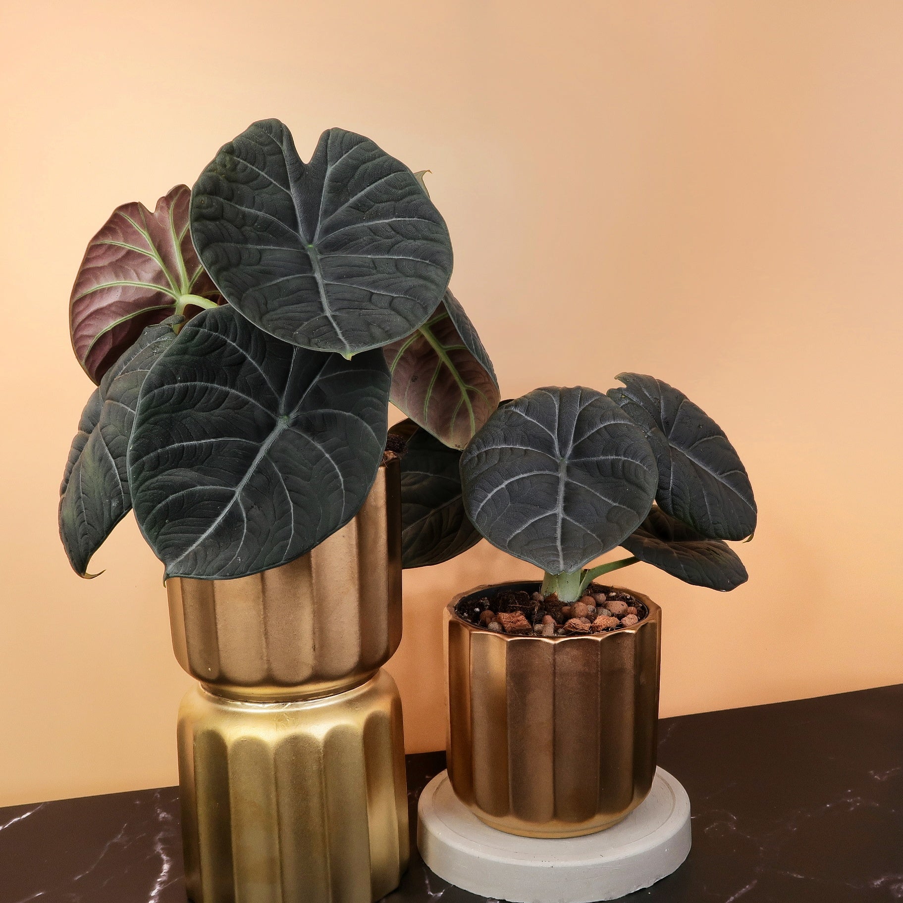 ALOCASIA MAHARANI online bestellen bei potflourri