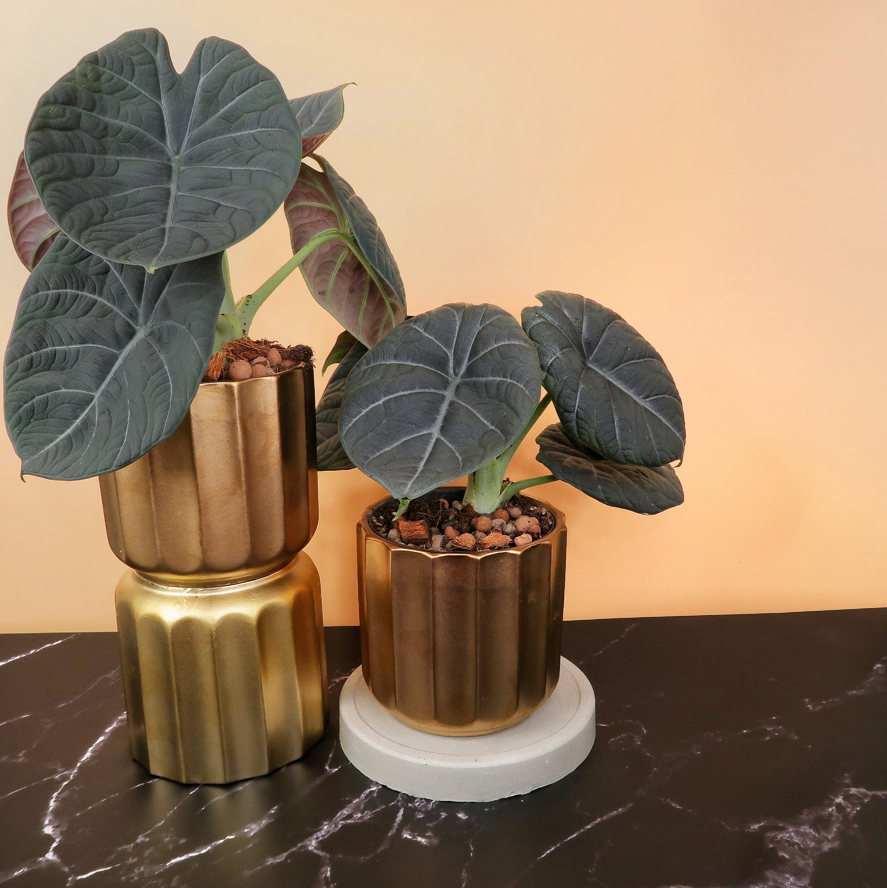 ALOCASIA MAHARANI online bestellen bei potflourri