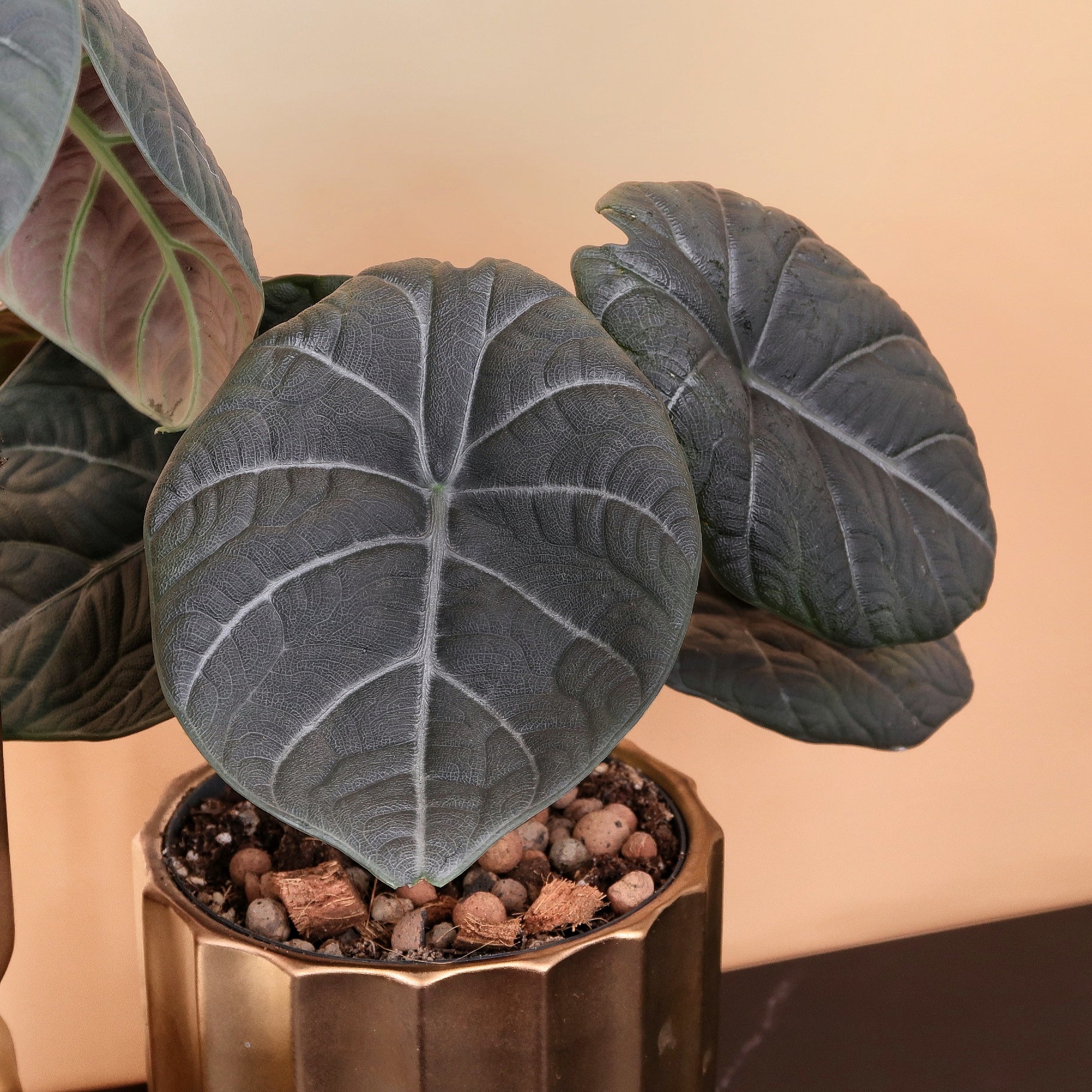 ALOCASIA MAHARANI online bestellen bei potflourri