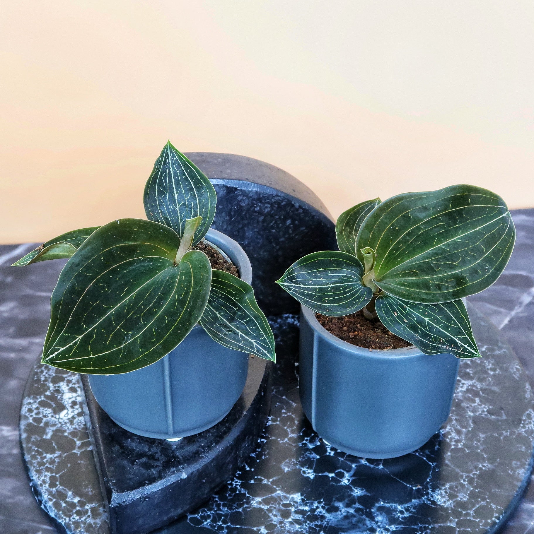 JEWEL ORCHID MACODES CITRINE online bestellen bei potflourri