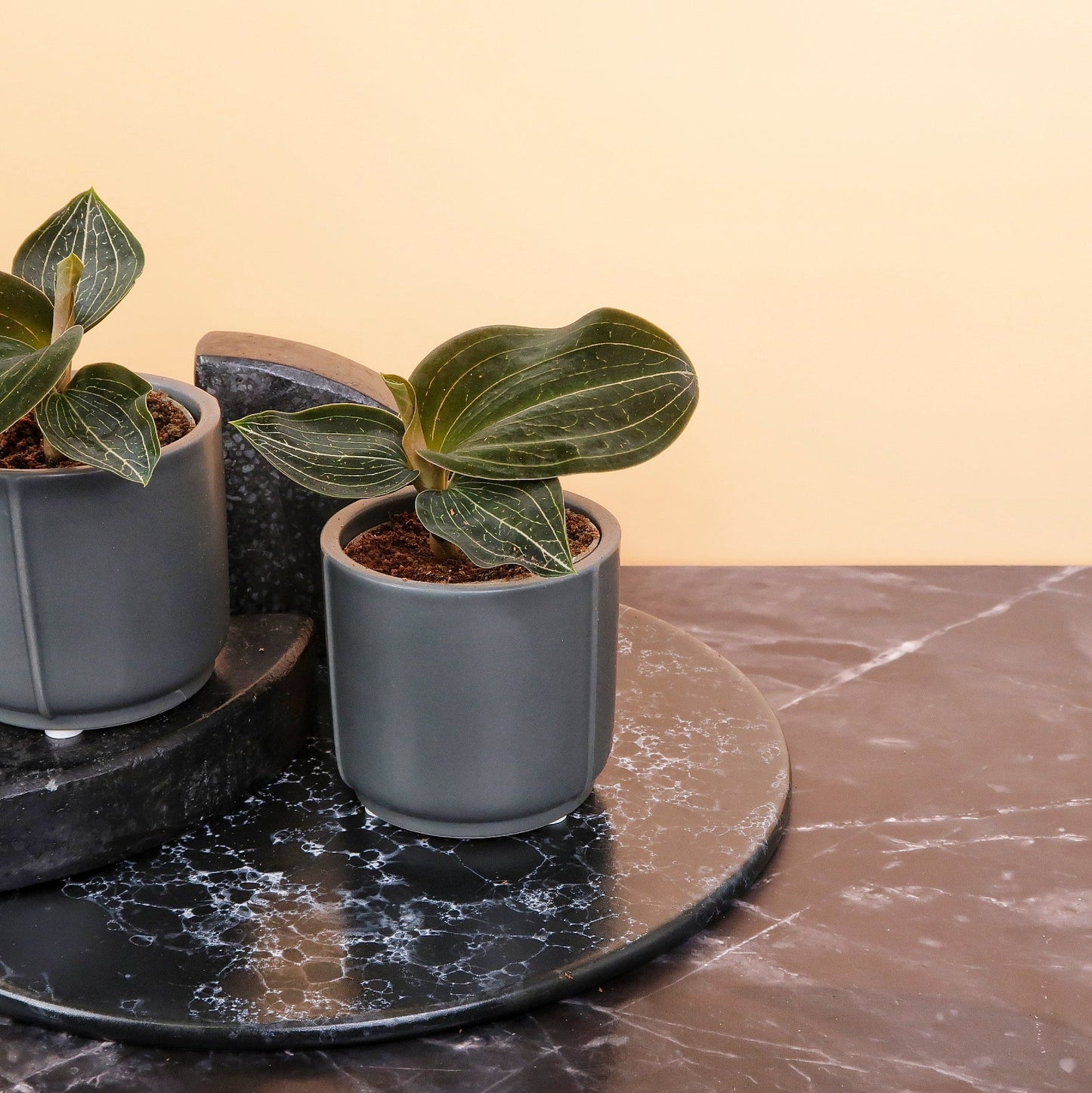 JEWEL ORCHID MACODES CITRINE online bestellen bei potflourri