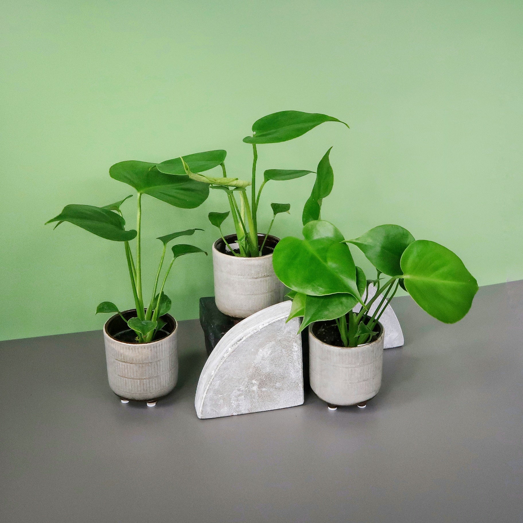 MONSTERA DELICIOSA online bestellen bei potflourri