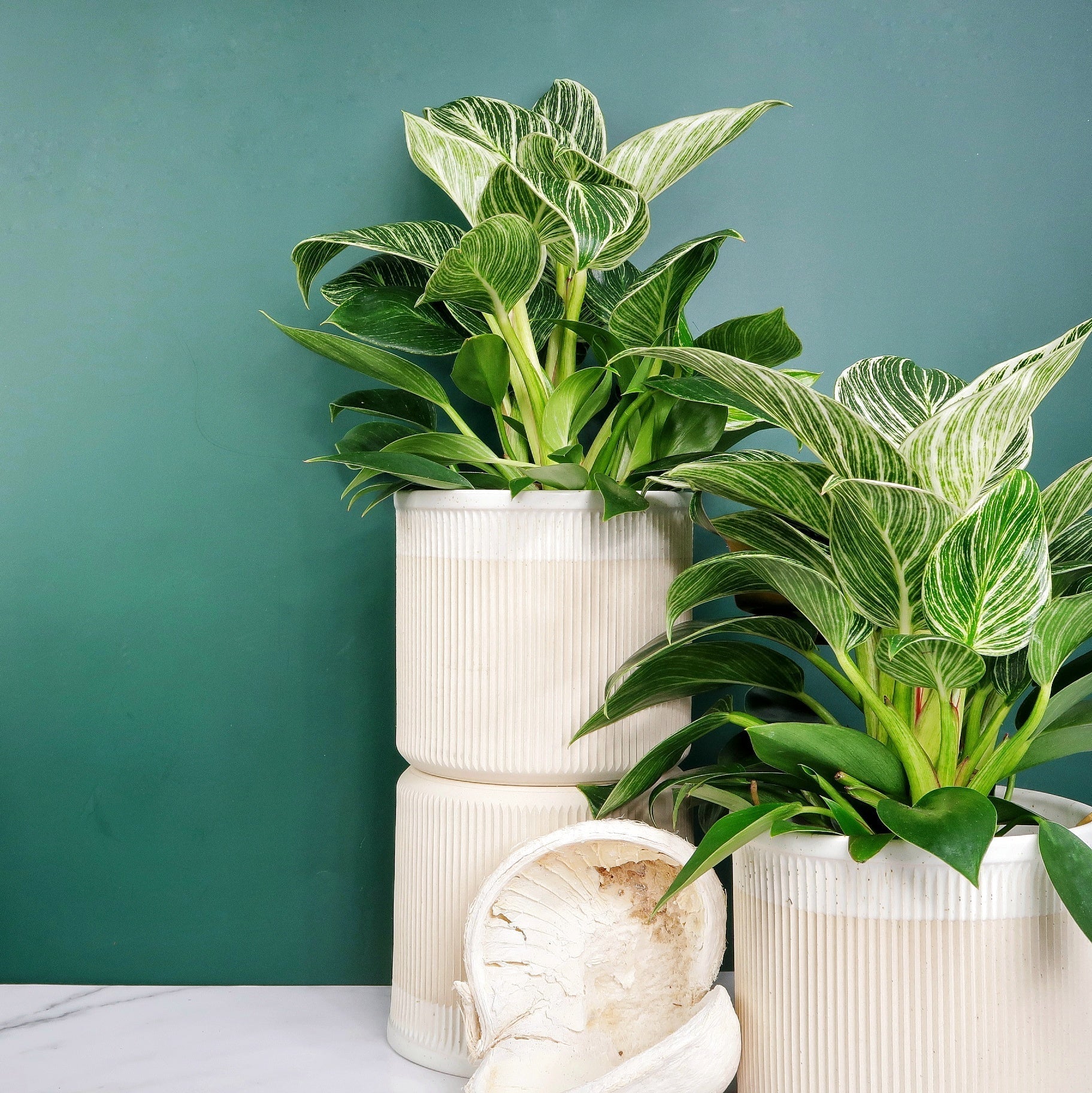 PHILODENDRON BIRKIN online bestellen bei potflourri