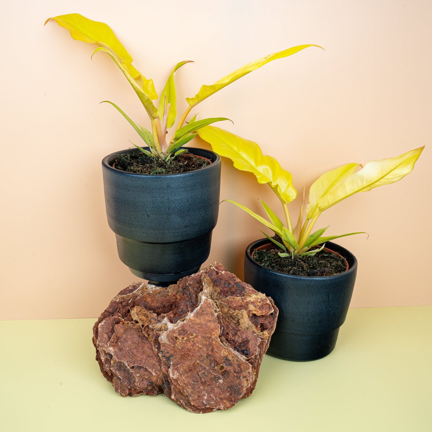 PHILODENDRON GOLDEN SAW online bestellen bei potflourri