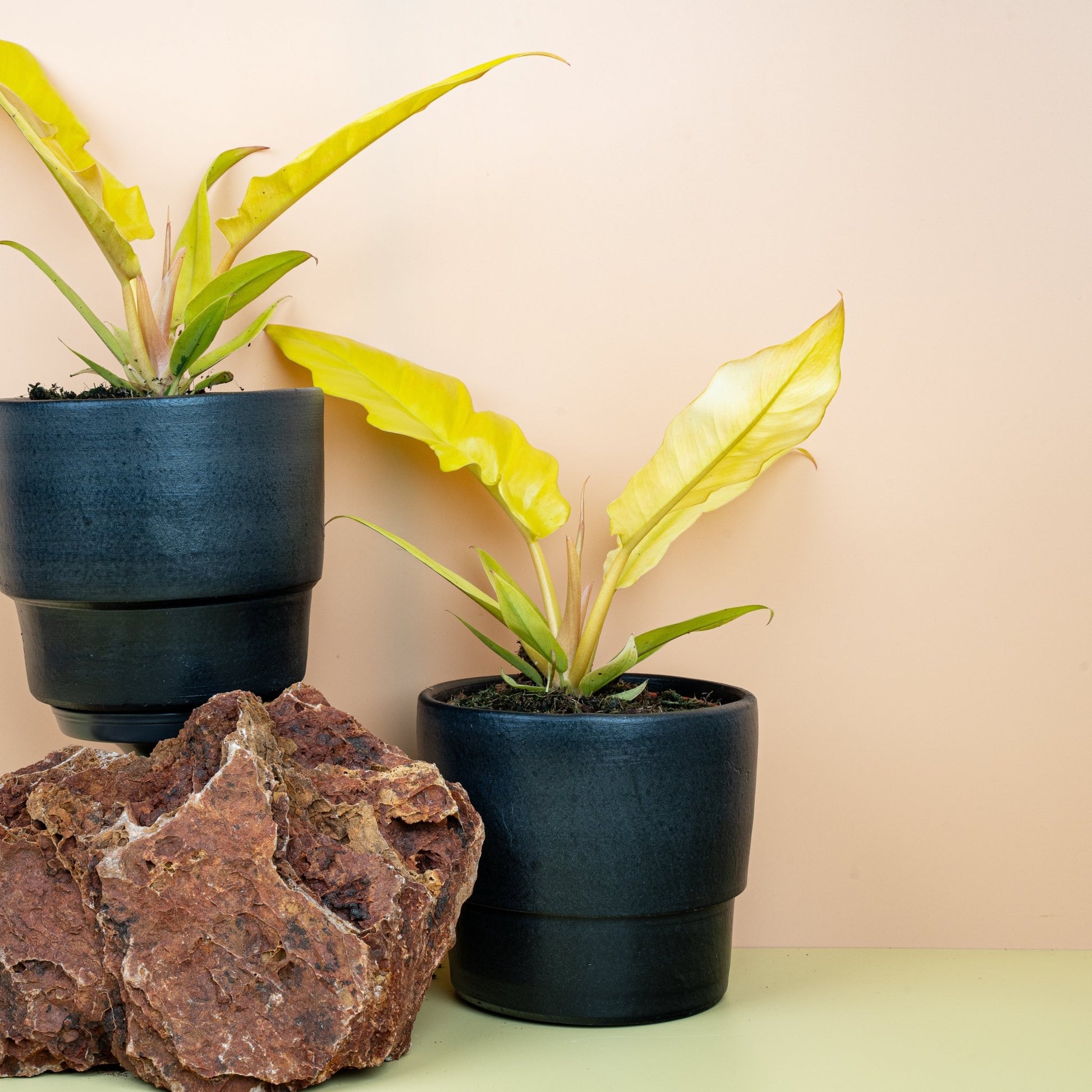 PHILODENDRON GOLDEN SAW online bestellen bei potflourri