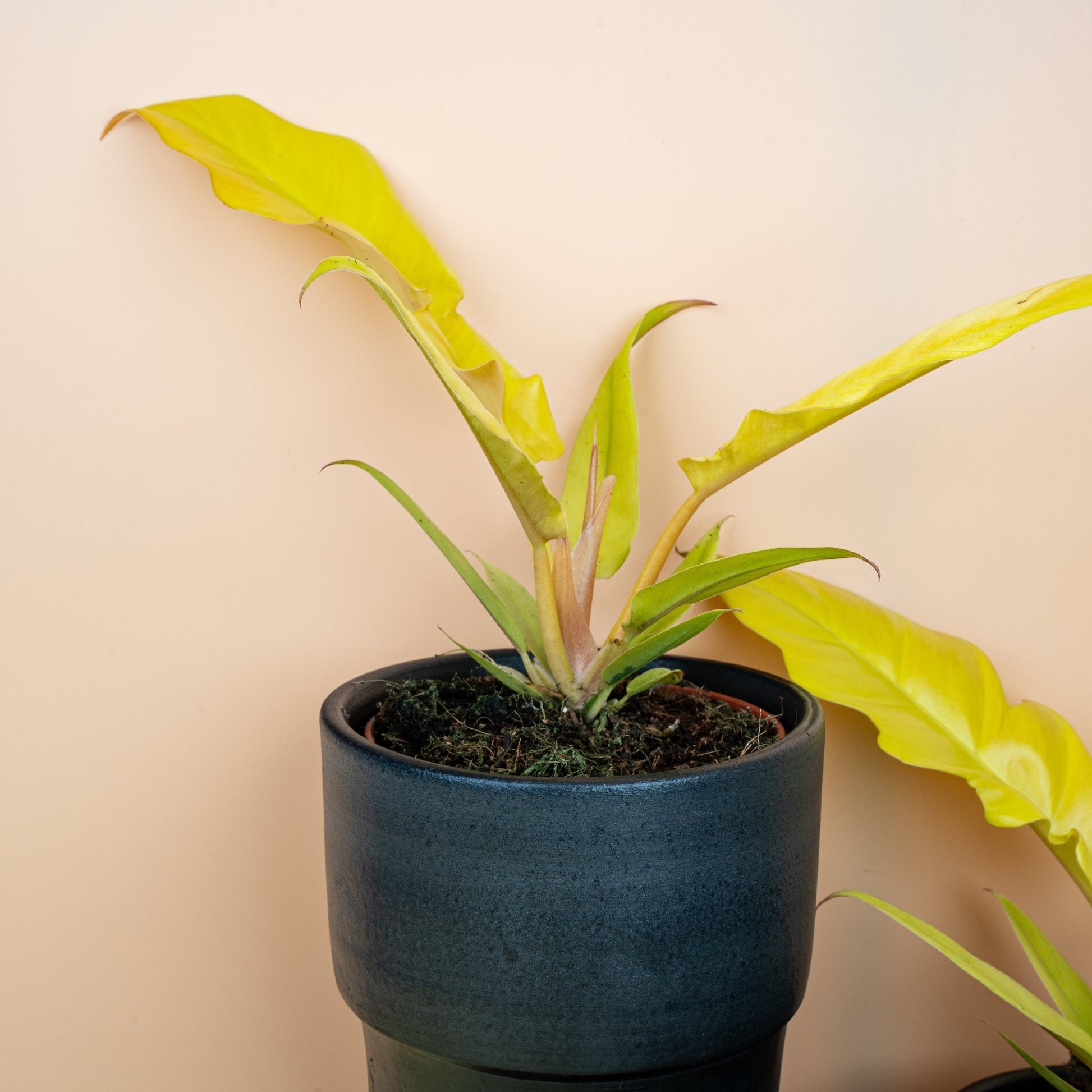 PHILODENDRON GOLDEN SAW online bestellen bei potflourri