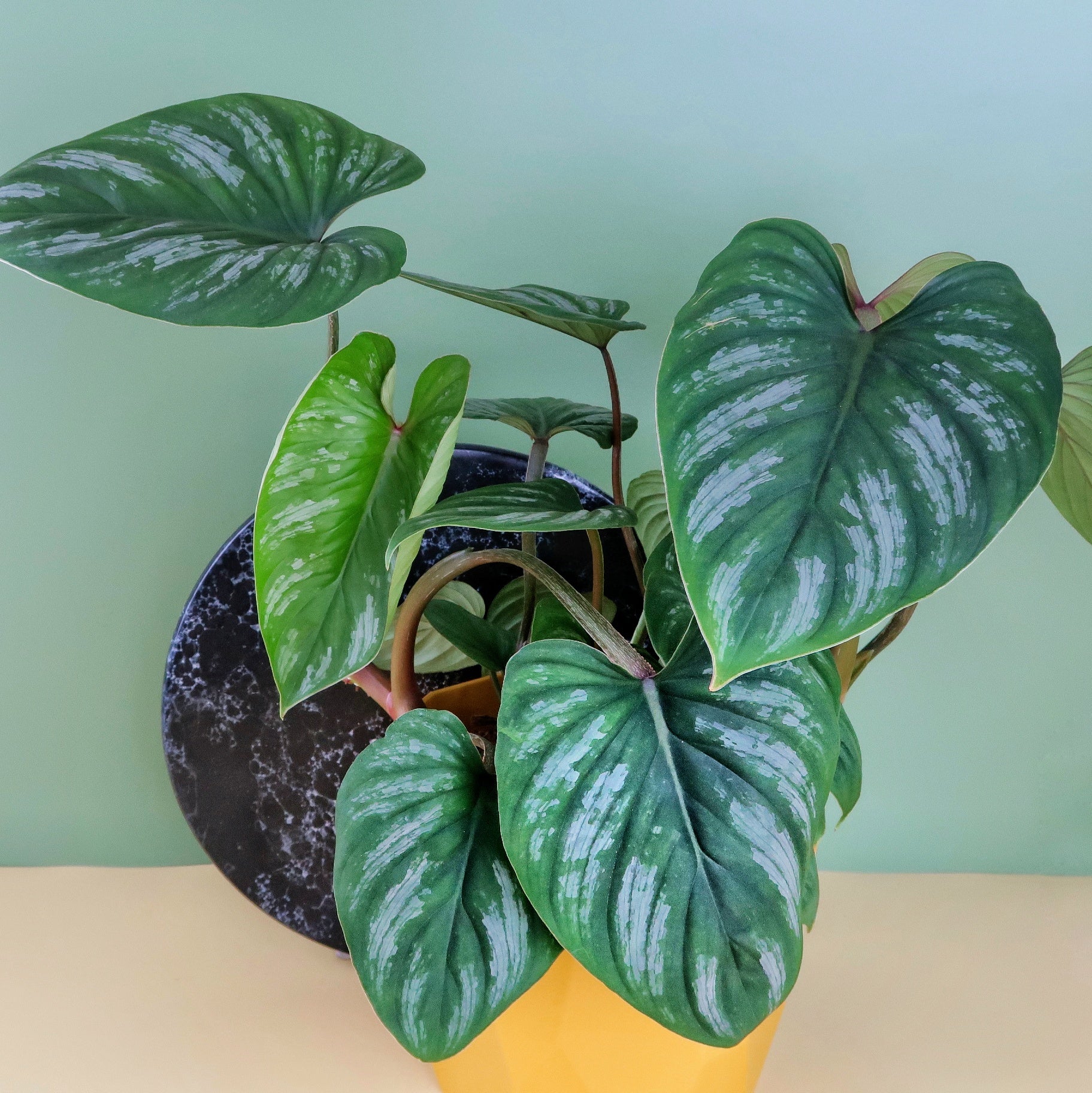 PHILODENDRON MAMEI online bestellen bei potflourri