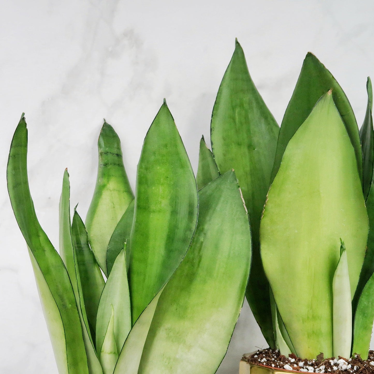 SANSEVIERIA MOONSHINE online bestellen bei potflourri