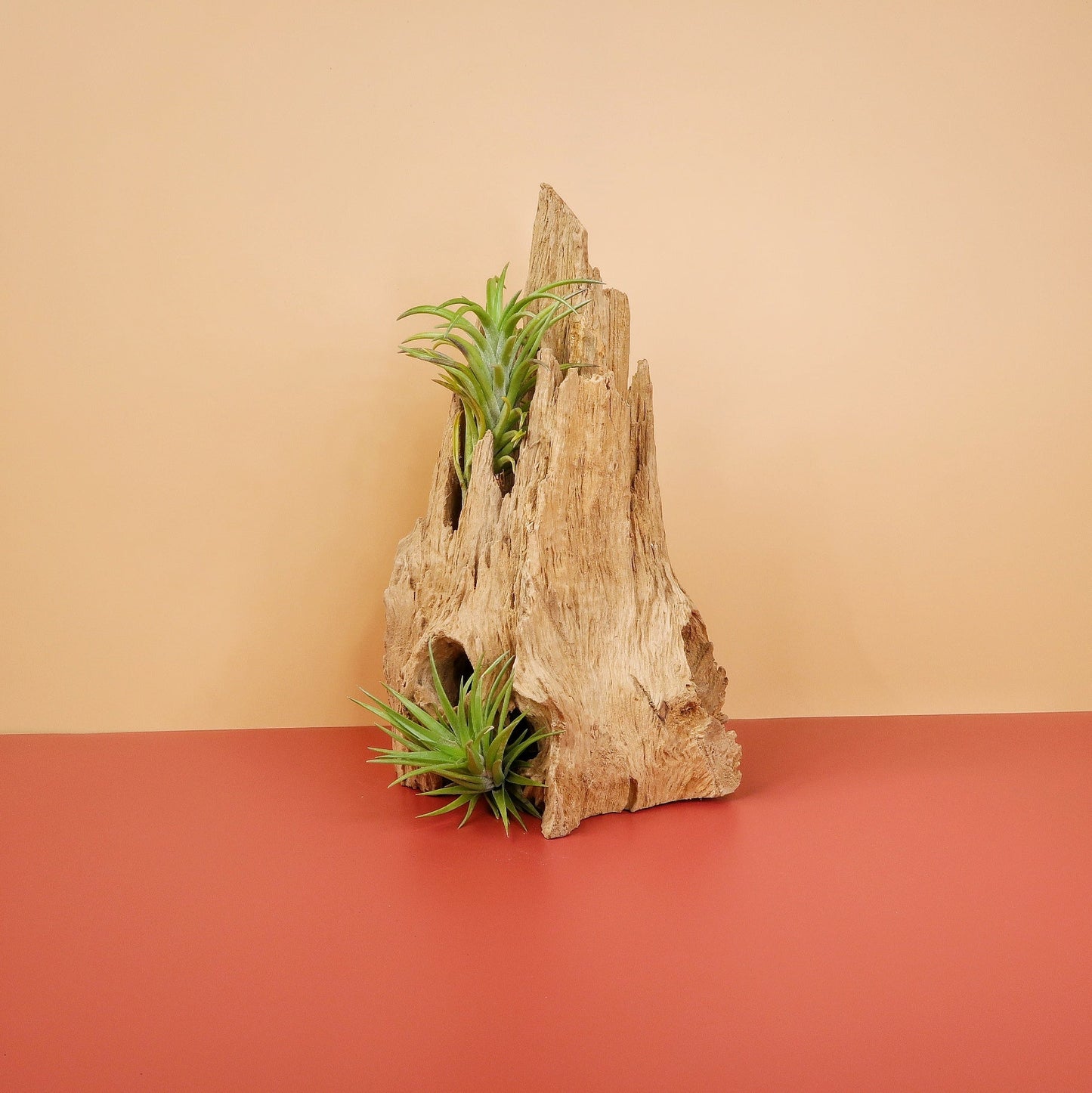 TILLANDSIA NEGLECTA online bestellen bei potflourri